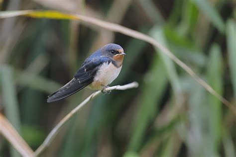 swallow Search